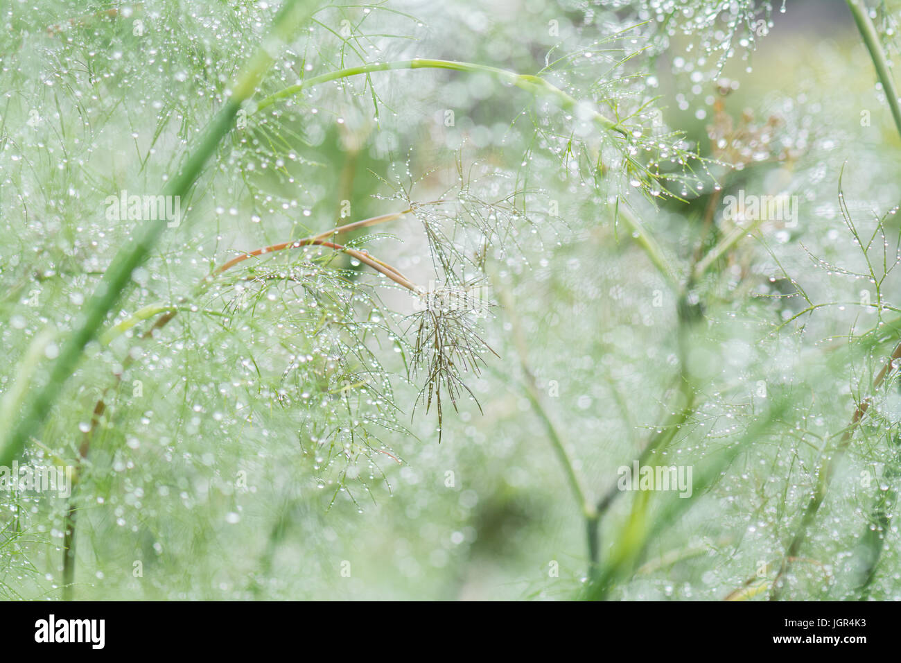 Stirlingshire, Schottland. 10. Juli 2017. UK-Wetter - glitzernde Regentropfen auf fedrigen Fenchel Blätter an einem regnerisch Tag in Stirlingshire Credit: Kay Roxby/Alamy Live News Stockfoto