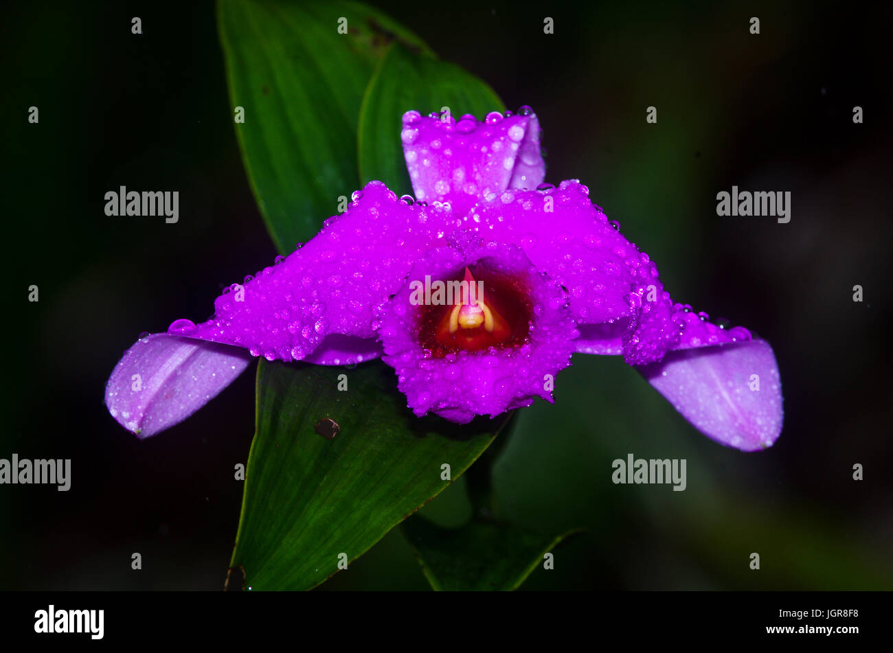Sobralia Decora schöne rosa Orchidee mit Regen fällt Stockfoto