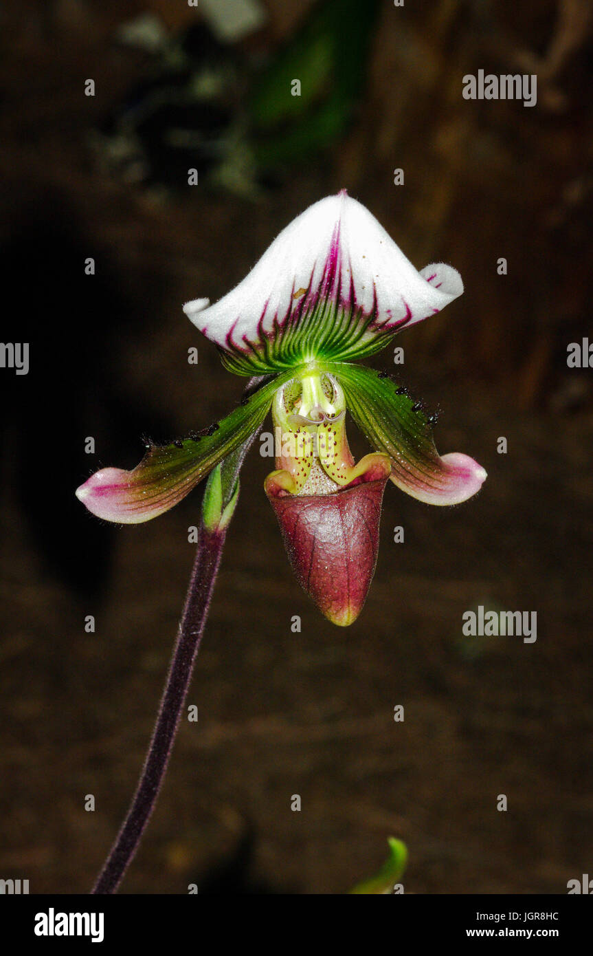 Lady Slipper Orchidee, dunkler Hintergrund Stockfoto