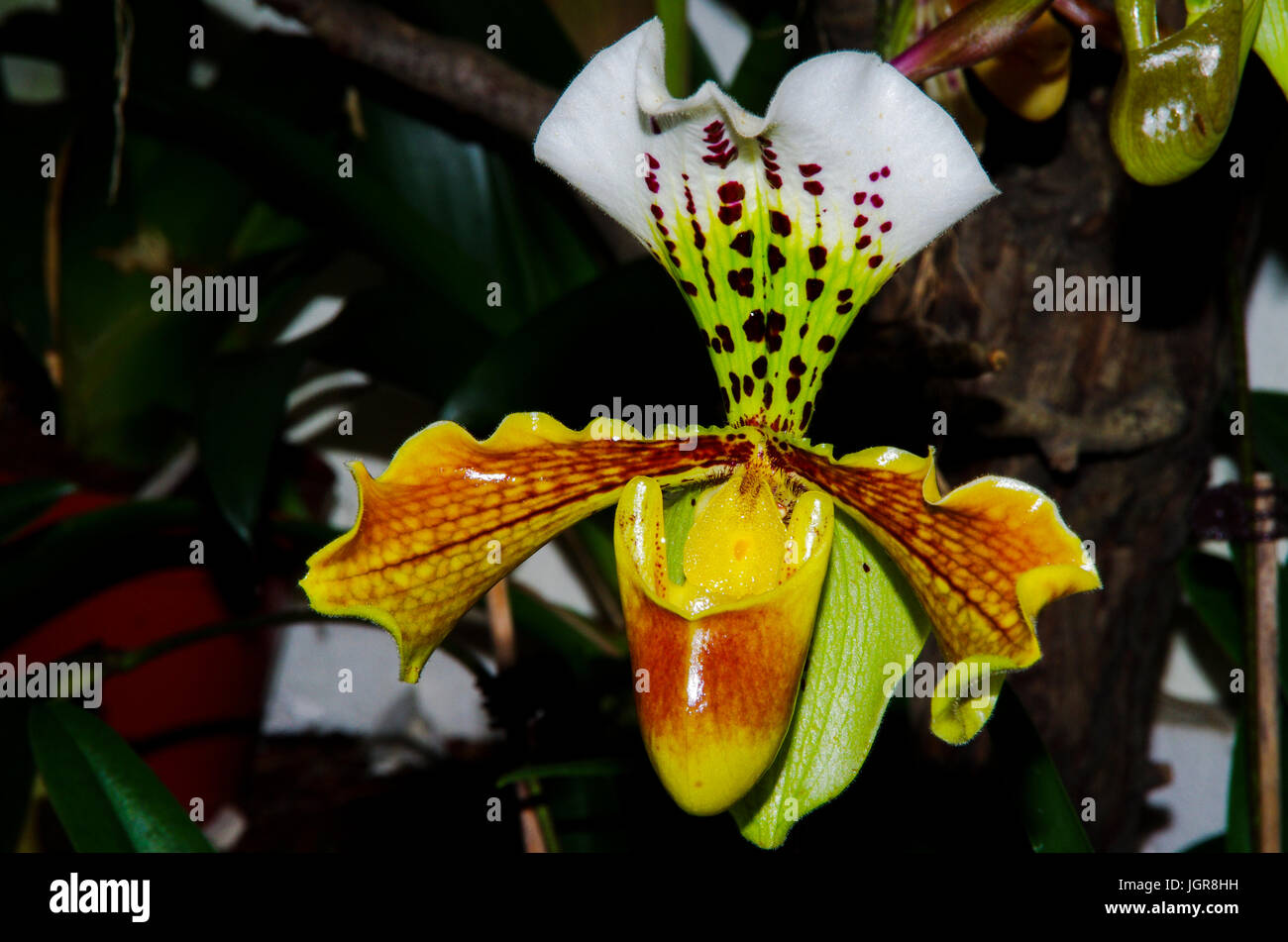 Lady Slipper Orchidee Stockfoto