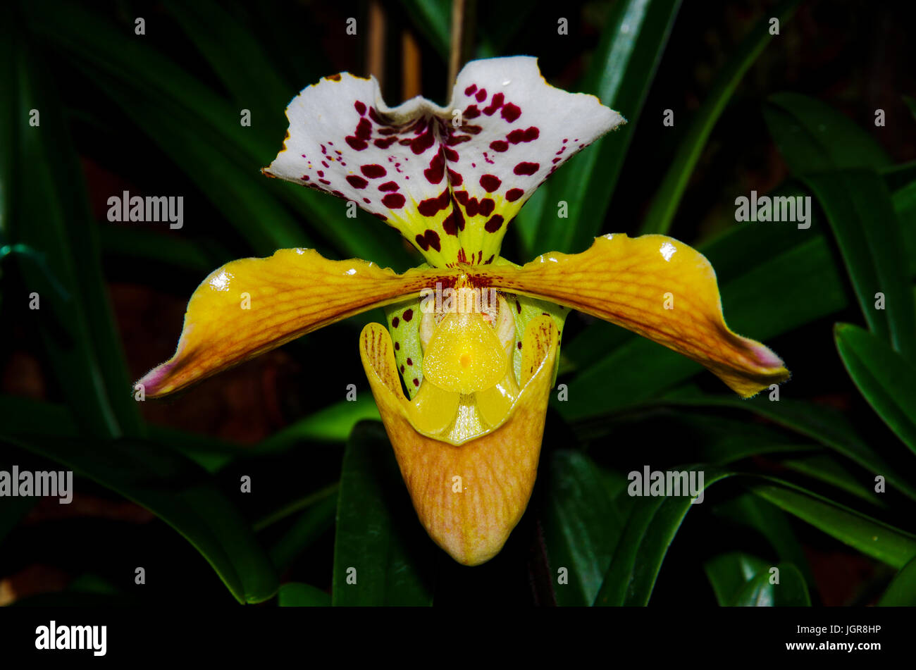 Lady Slipper Orchidee Stockfoto