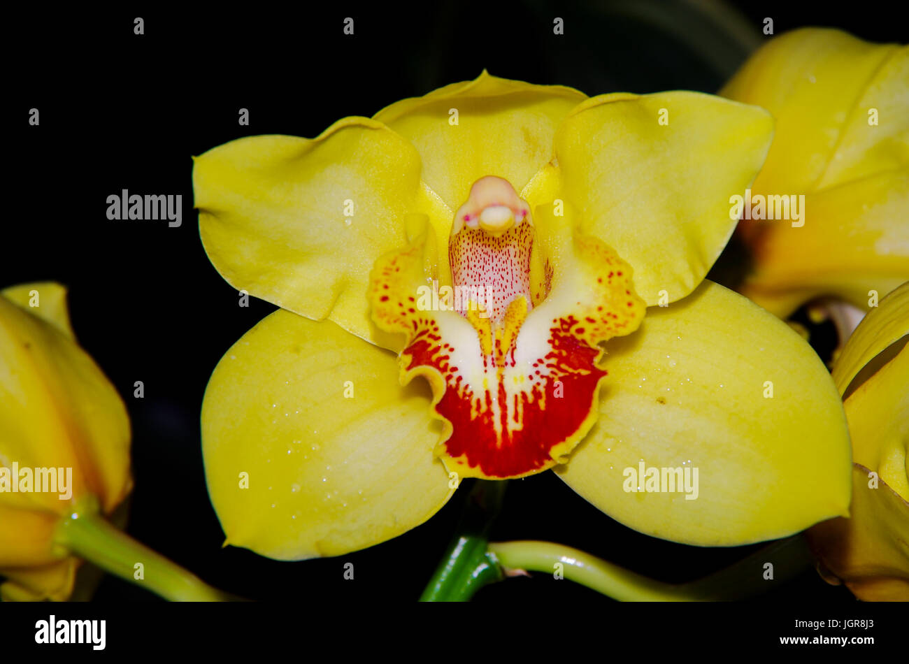 Große gelbe Orchideen mit roten Zentrum Farbe Stockfoto