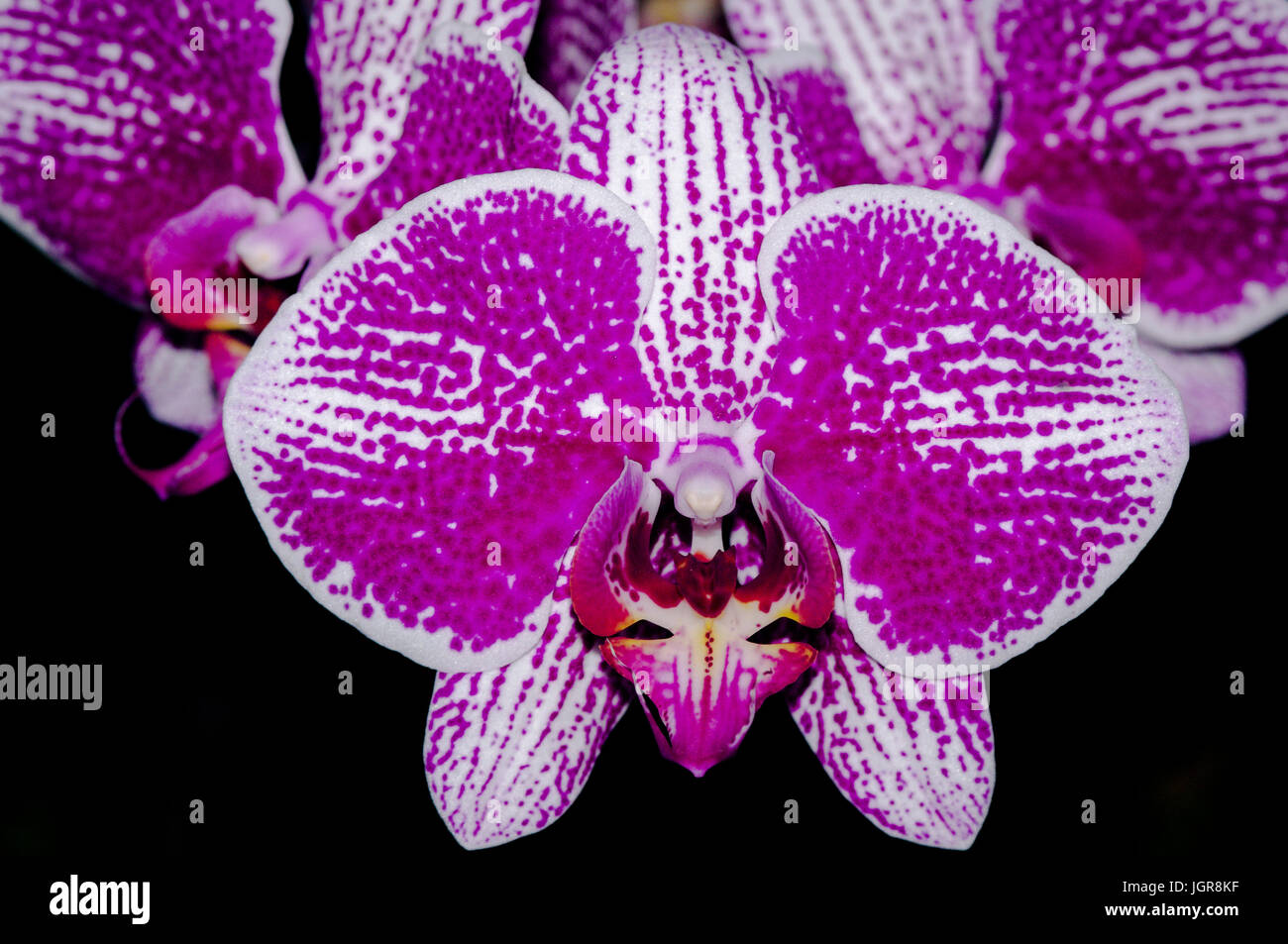 Riesige lila Orchidee auf dunklem Hintergrund Stockfoto