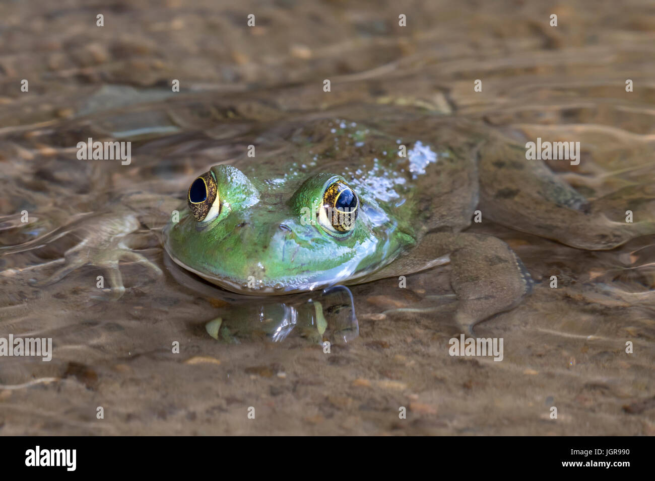 Amerikanischer Ochsenfrosch (Lithobates Catesbeianus oder Rana Catesbeiana) im Wasserstrom, Ledges Staatspark, Iowa, USA. Stockfoto