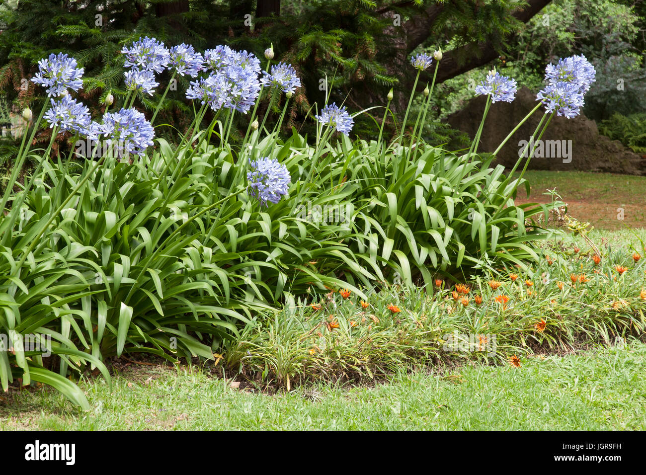 Blaue Schmucklilie, Agapanthus Africanus Blumen in einem Garten Stockfoto