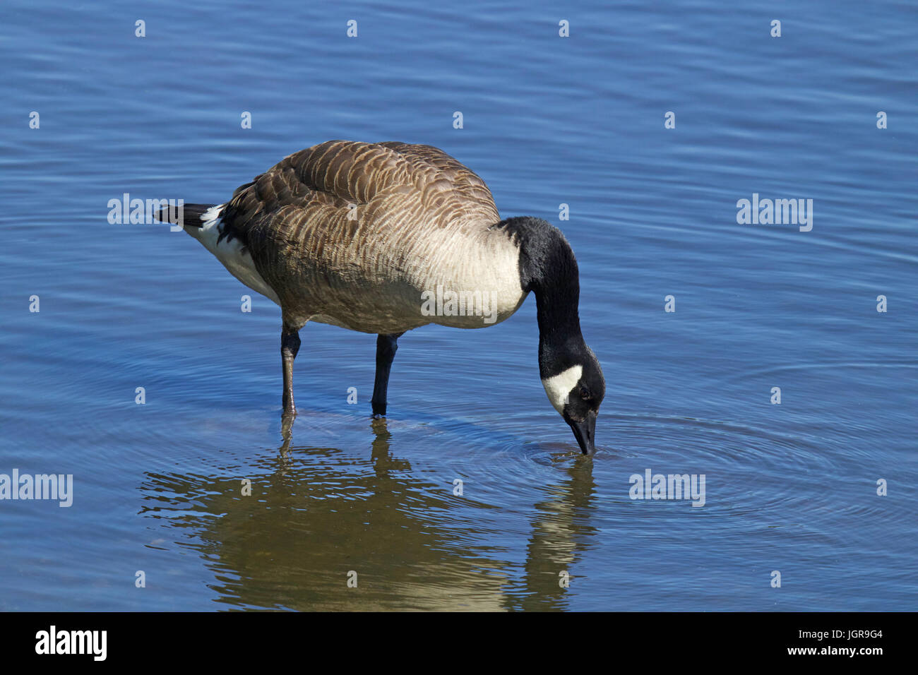 Eine Kanadagans Branta Canadensis Trinkwasser aus einem Teich an einem Sommertag. Stockfoto