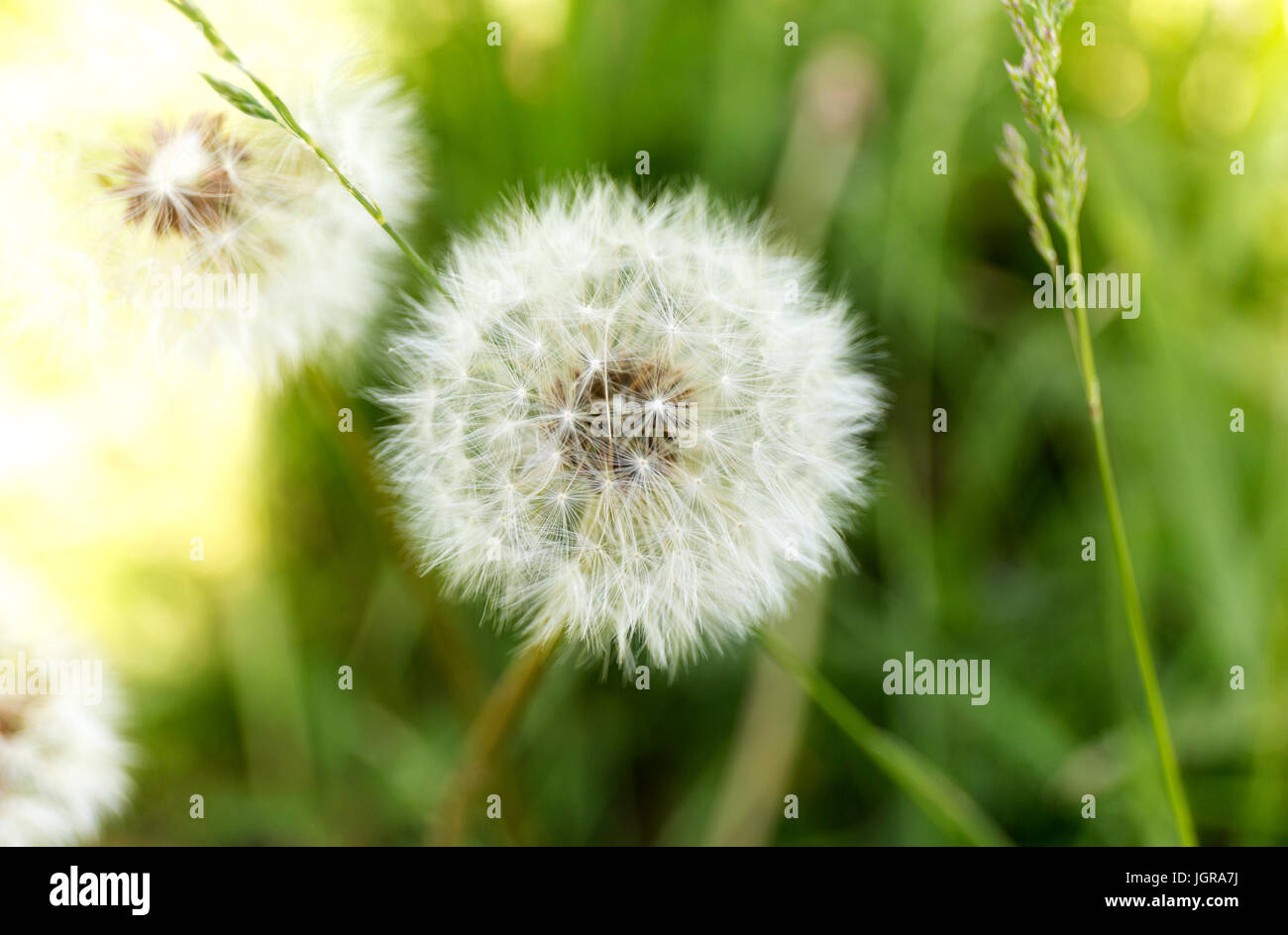 Löwenzahn. Sommer Löwenzahn Flaum. Makro Blume auf grünen Hintergrund weichzeichnen. Stockfoto