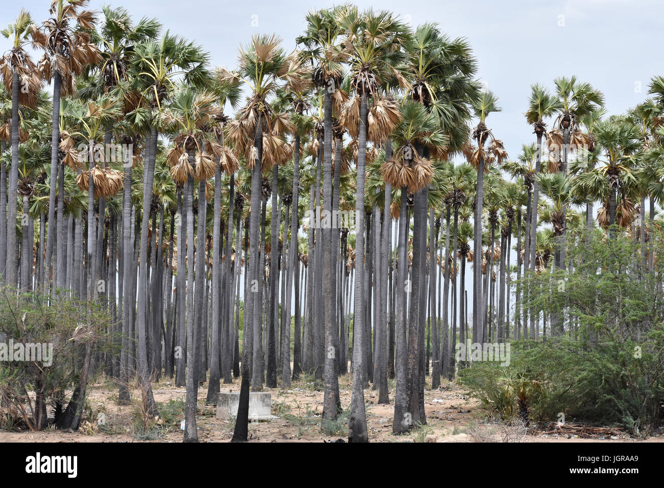 Palmyra-Palme Stockfoto