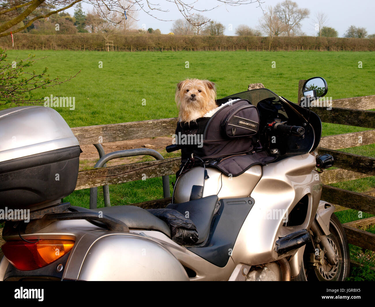Süße kleine Hund in einem Träger auf einem Motorrad, Somerset,  Großbritannien Stockfotografie - Alamy