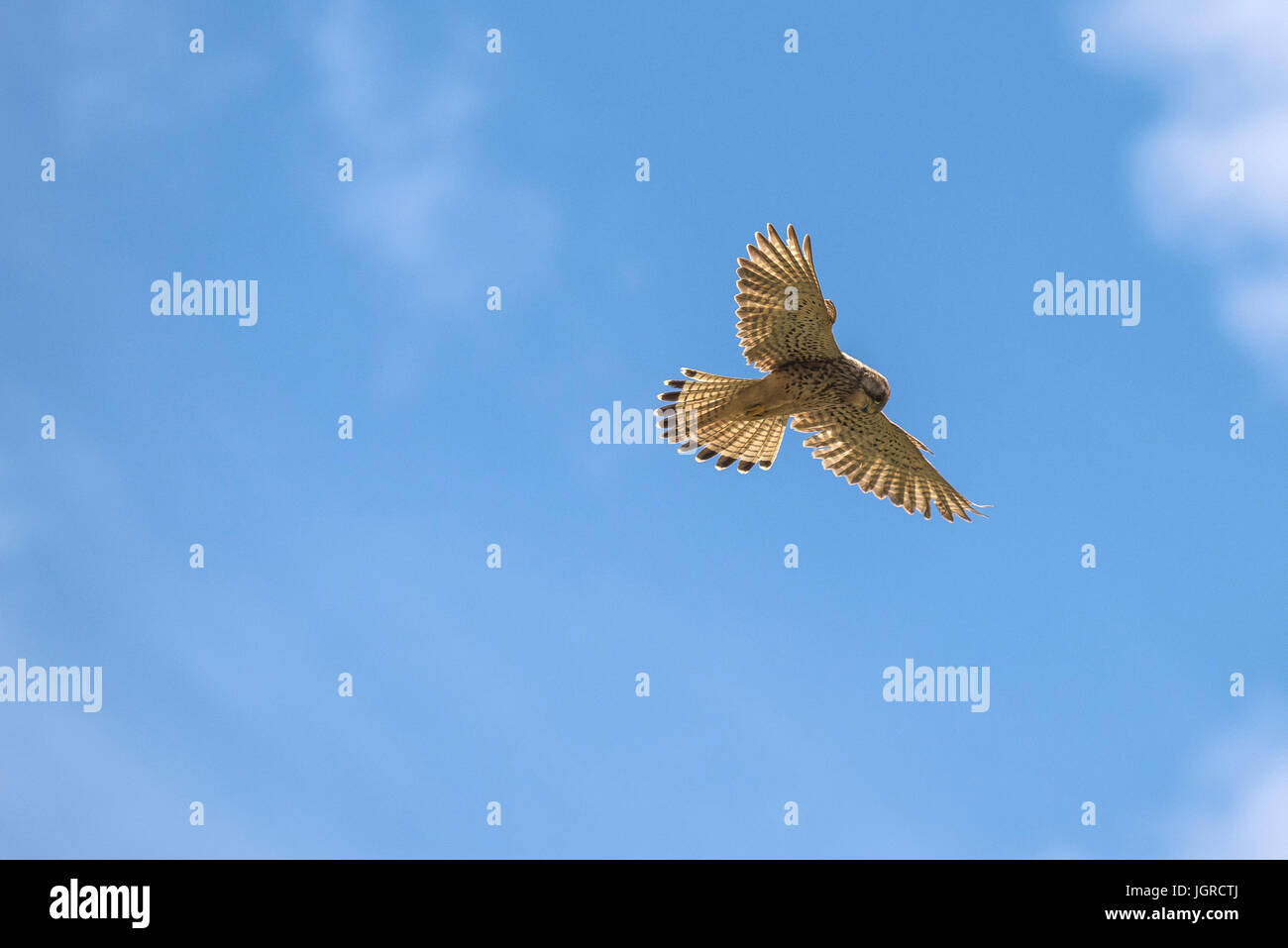 Ein Turmfalke schweben und auf der Suche nach Beute. Stockfoto