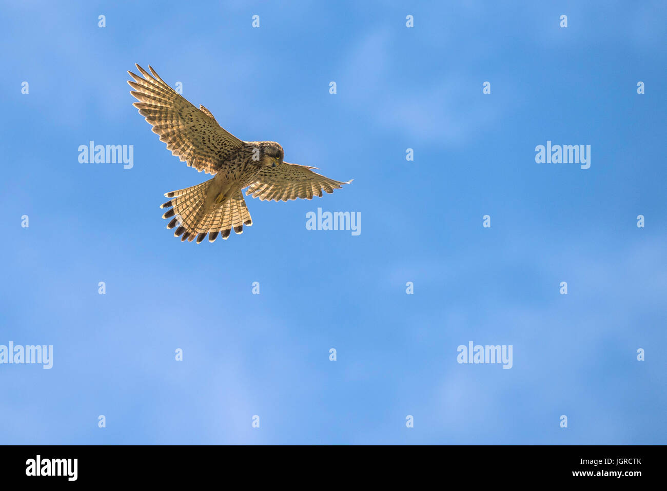 Ein Turmfalke schweben und auf der Suche nach Beute. Stockfoto