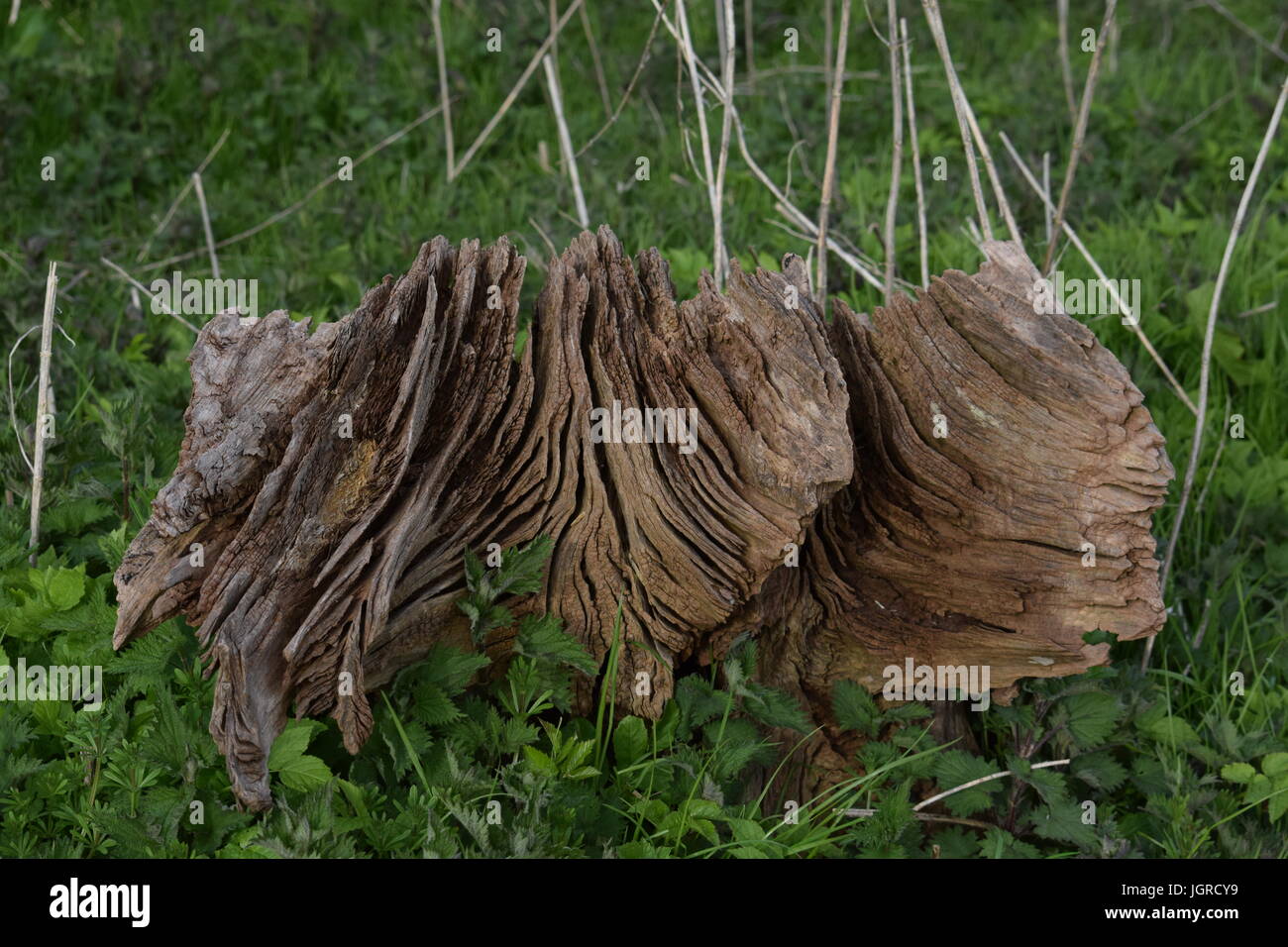 Knorrige Holz Stockfoto