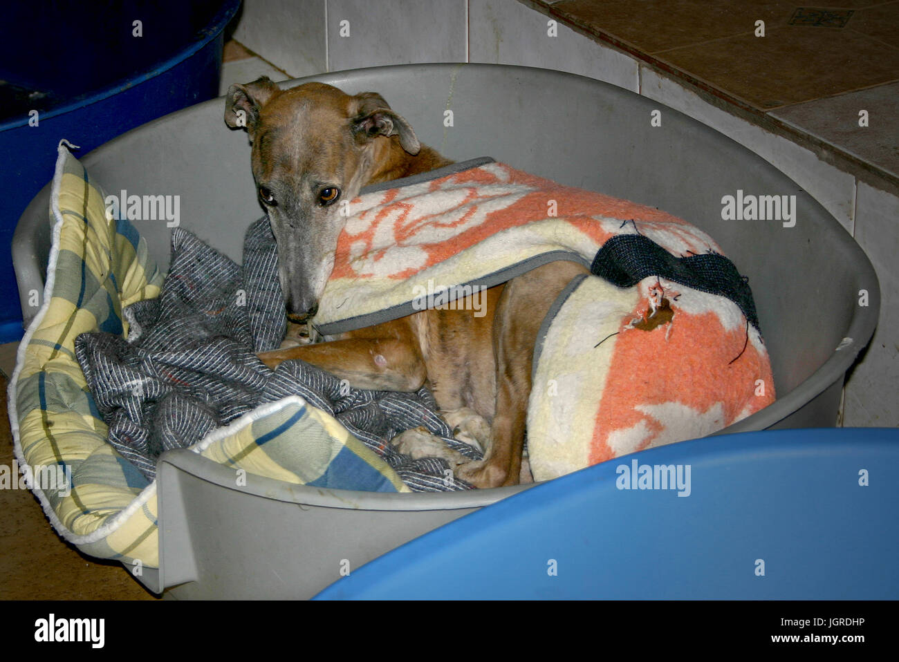 misshandelte Windhunde misshandelt und gerettet Hunde Tier Windhund  aufgegeben Stockfotografie - Alamy