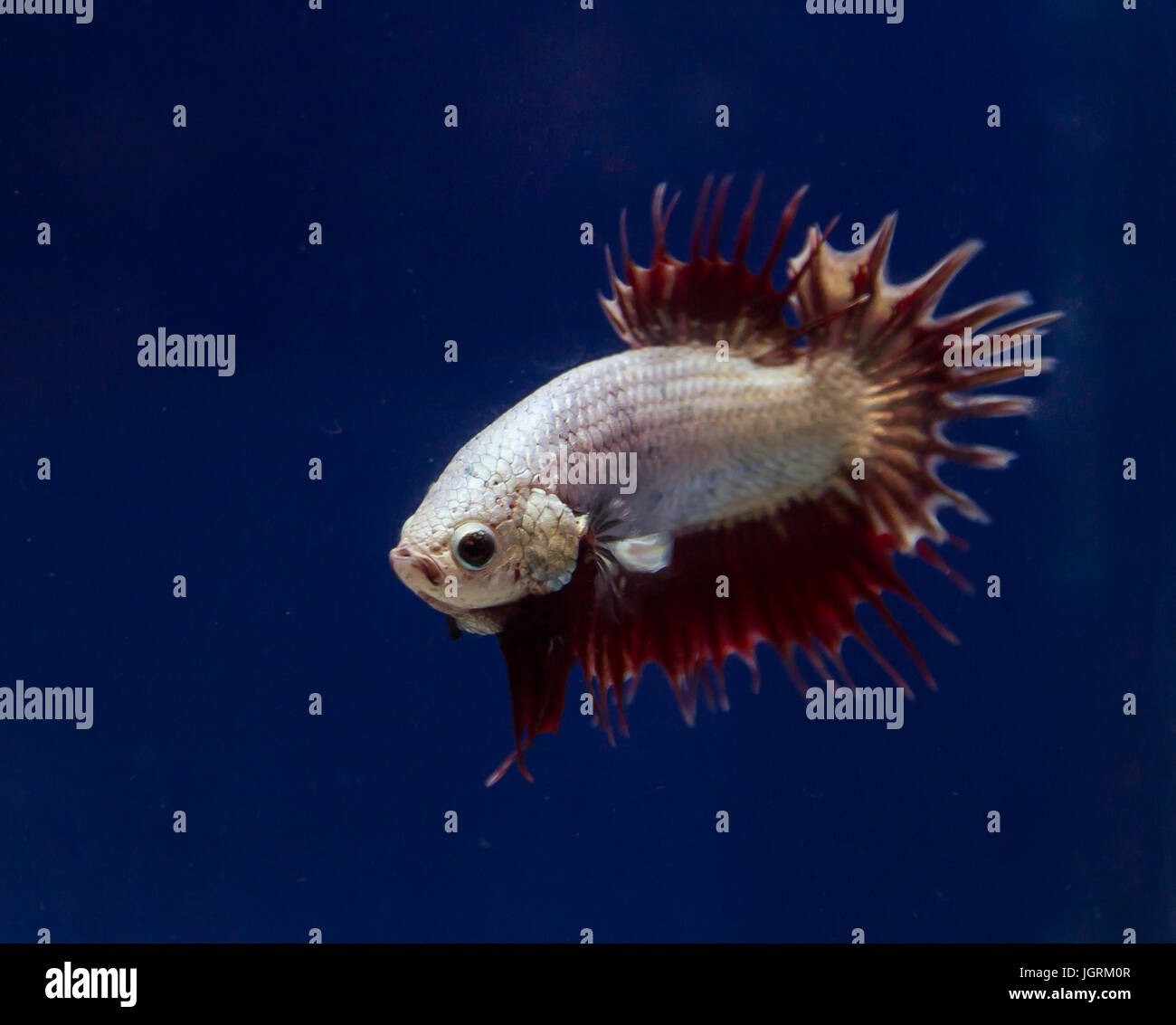 Rote Und Blaue Krone Betta Fische Mit Einem Weissen Hintergrund Aus Der Zugewandten Seite Links Stockfotografie Alamy