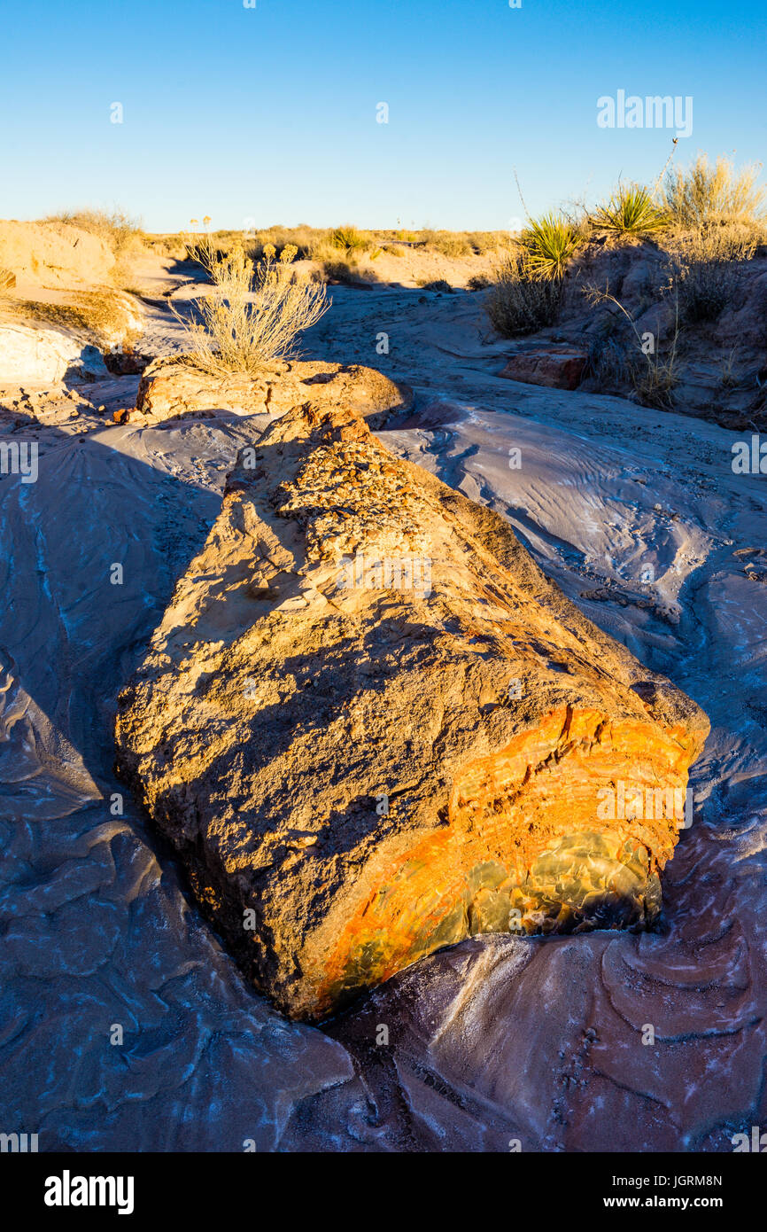 Versteinertes Holz Baum-Log-Segmente in den Böden der Petrified Forest National Park, Arizona, USA ausgesetzt. Stockfoto