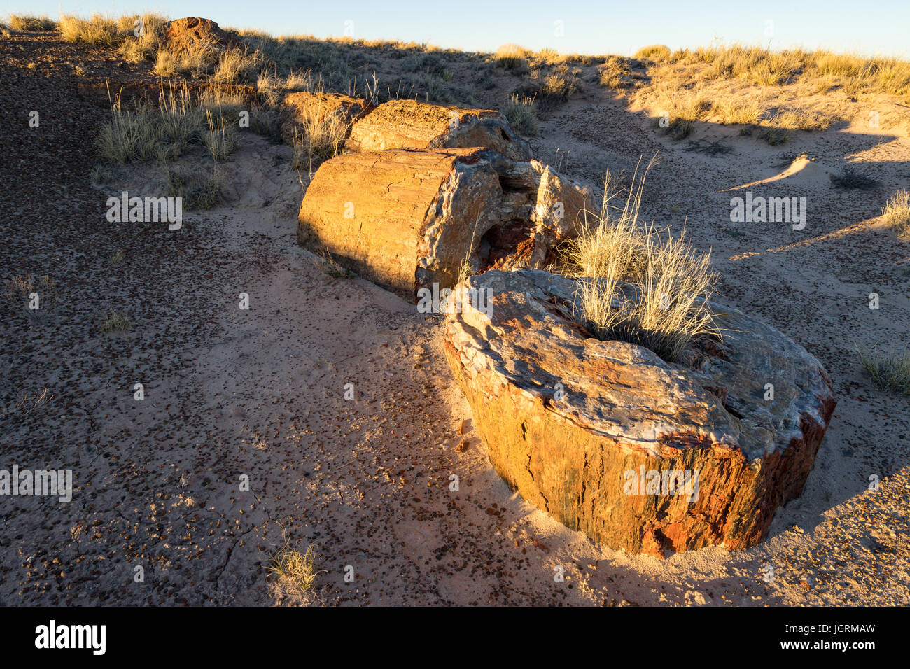 Vier versteinertes Holz Baum anmelden Segmente in den Böden der Petrified Forest National Park, Arizona, USA ausgesetzt. Stockfoto