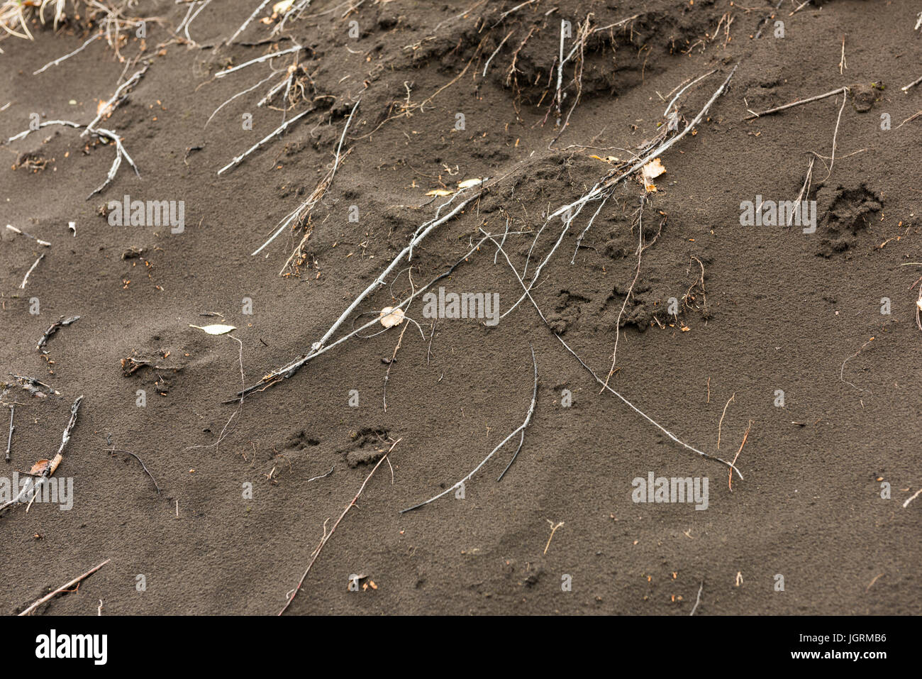 Einige Wurzeln kommen aus Sandboden Stockfoto