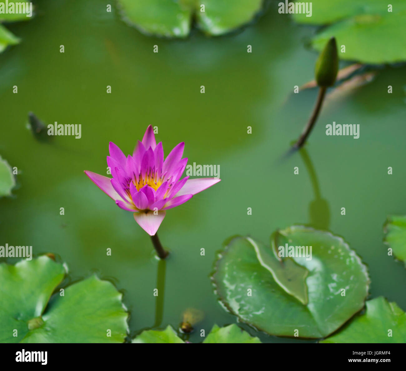 Lotosblume in einem Teich in China Stockfoto