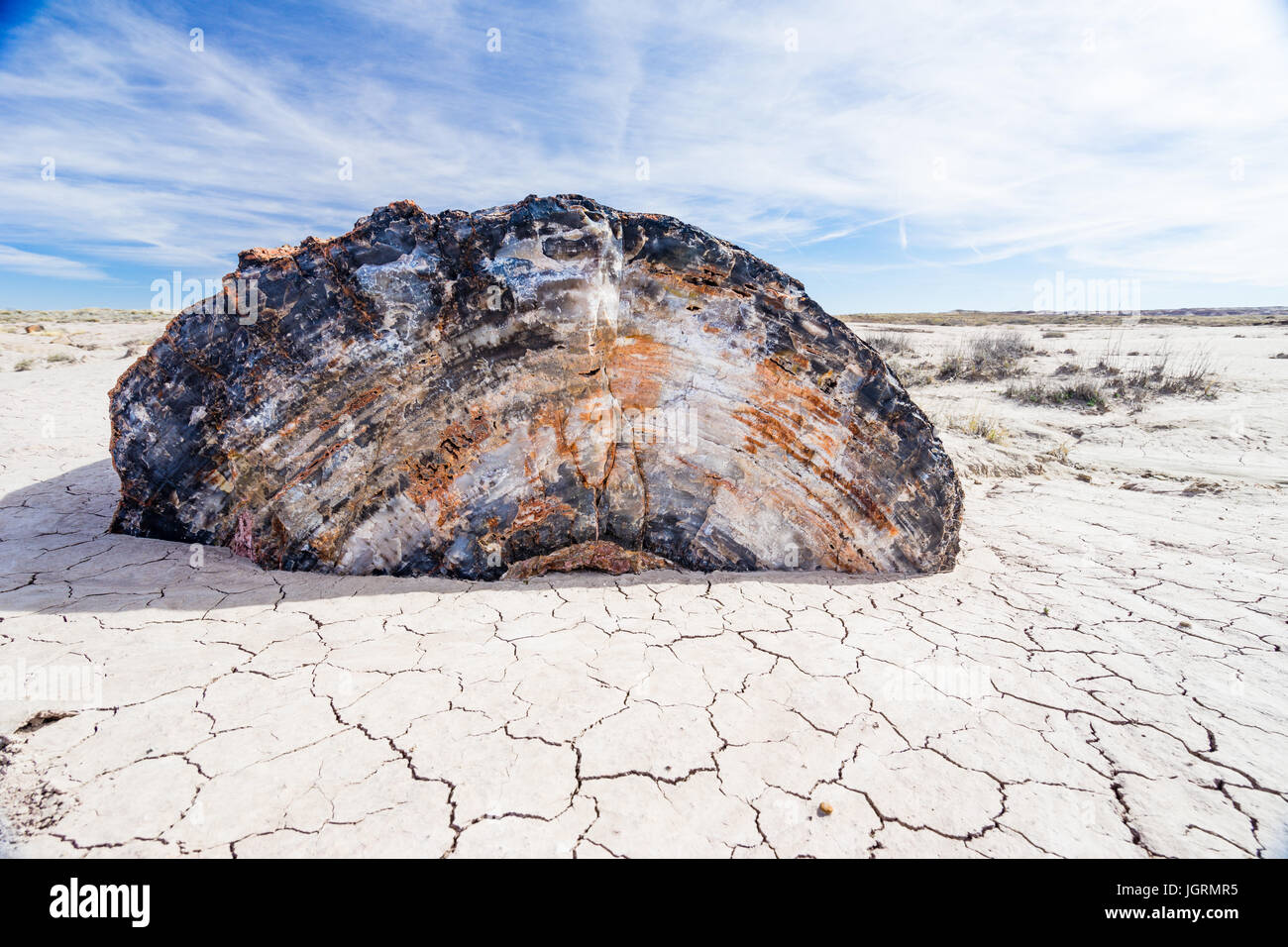 Bunte versteinertes Holz Baum anmelden Segment in der Böden Der Petrified Forest National Park, Arizona, USA ausgesetzt. Stockfoto