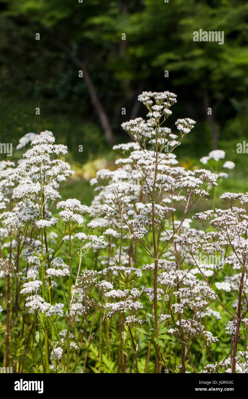 Blumen von Valeriana officinalis oder Baldrian Pflanzen, verwendet in der Kräutermedizin Schlaflosigkeit zu behandeln, in die Kräuter Garten im Sommer Stockfoto