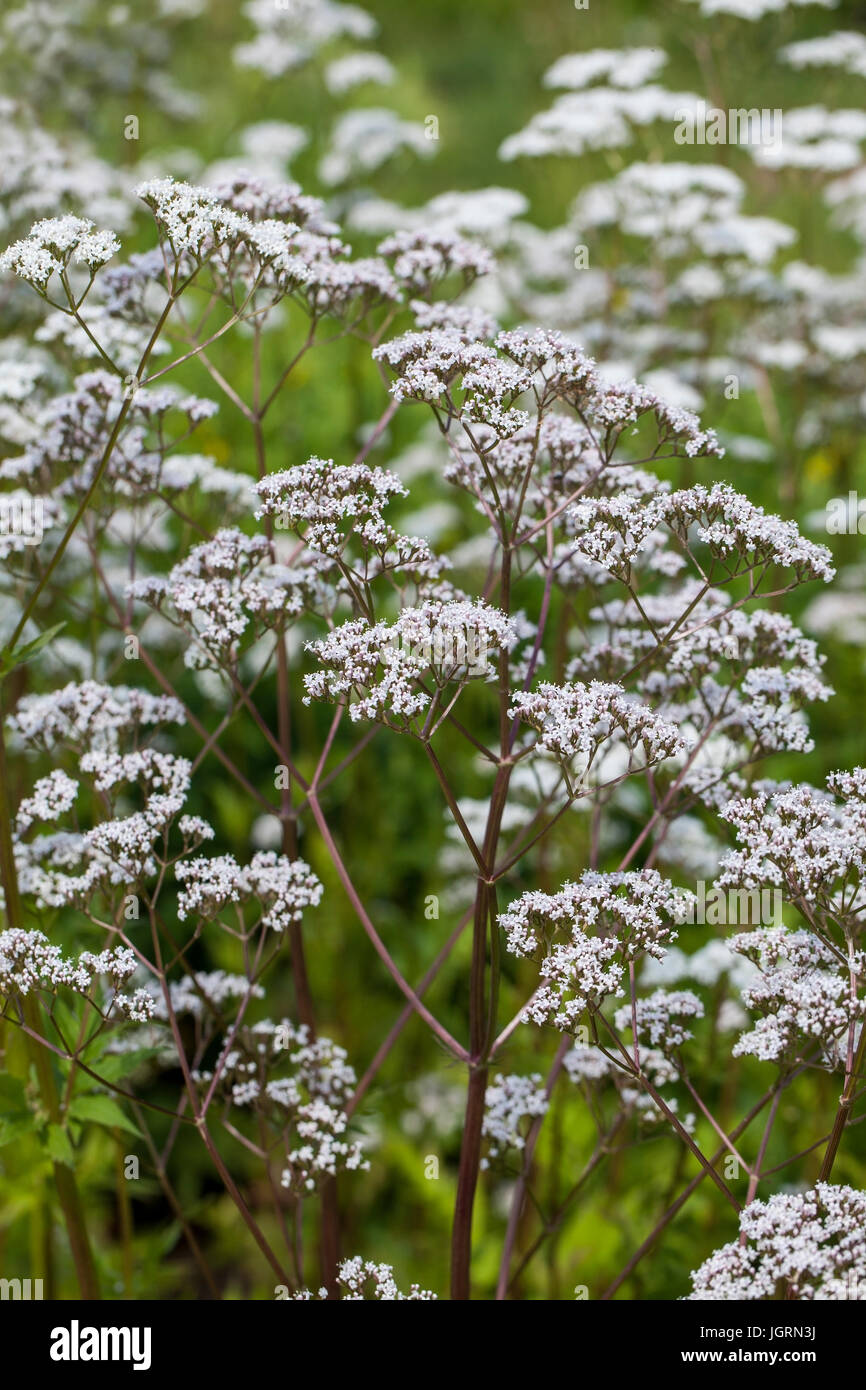 Blumen von Valeriana officinalis oder Baldrian Pflanzen, verwendet in der Kräutermedizin Schlaflosigkeit zu behandeln, in die Kräuter Garten im Sommer Stockfoto