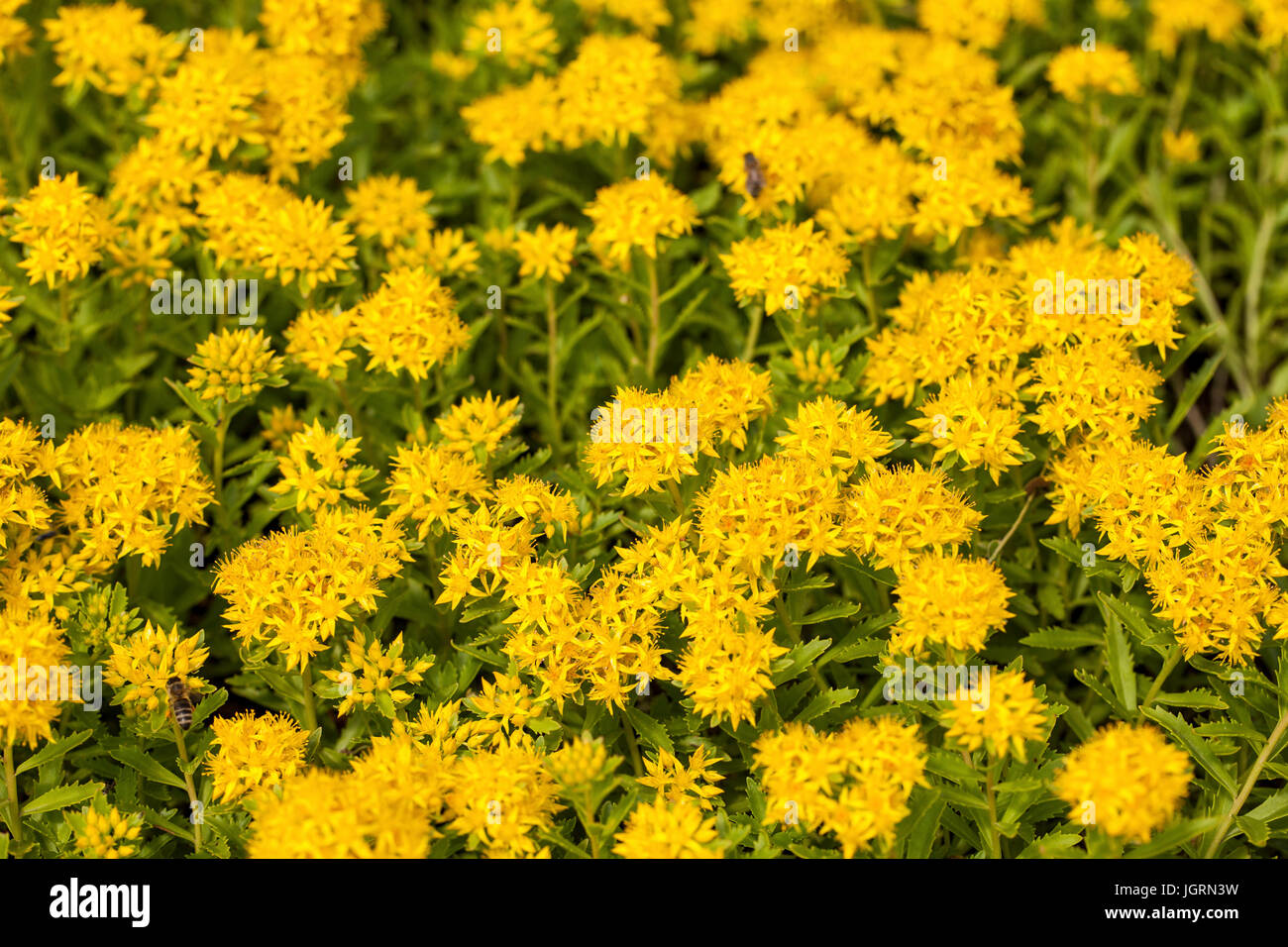 Blühenden Sedum Aizoon im Sommergarten Stockfoto