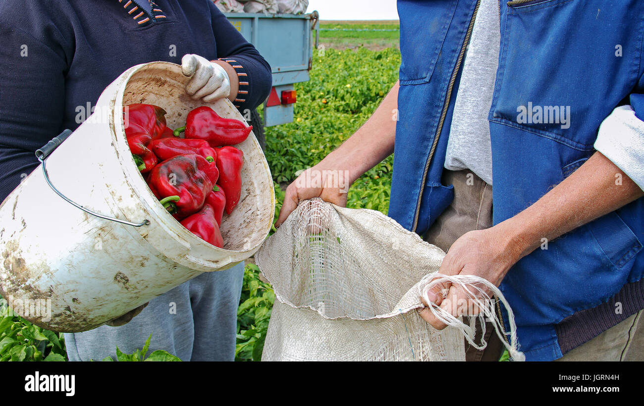 Zwei landwirtschaftliche Arbeiter füllen Säckchen mit Paprika.  Landarbeiter pflücken Paprika. Gemüseanbau. Stockfoto