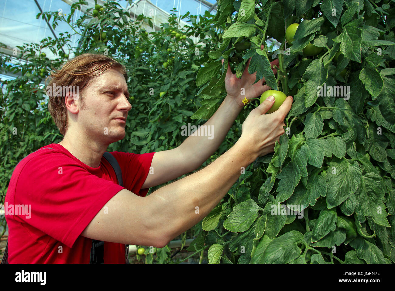 Landwirt Kontrolle des Wachstums der Tomate-Pflanzen im Gewächshaus. Porträt der Gemüsebauer. Stockfoto