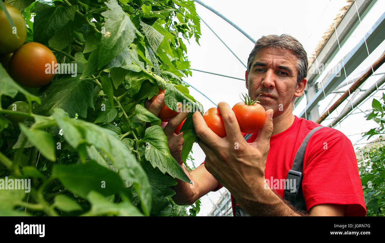 Porträt eines Bauern mit Reife, rote Tomaten in seiner Hand. Stockfoto