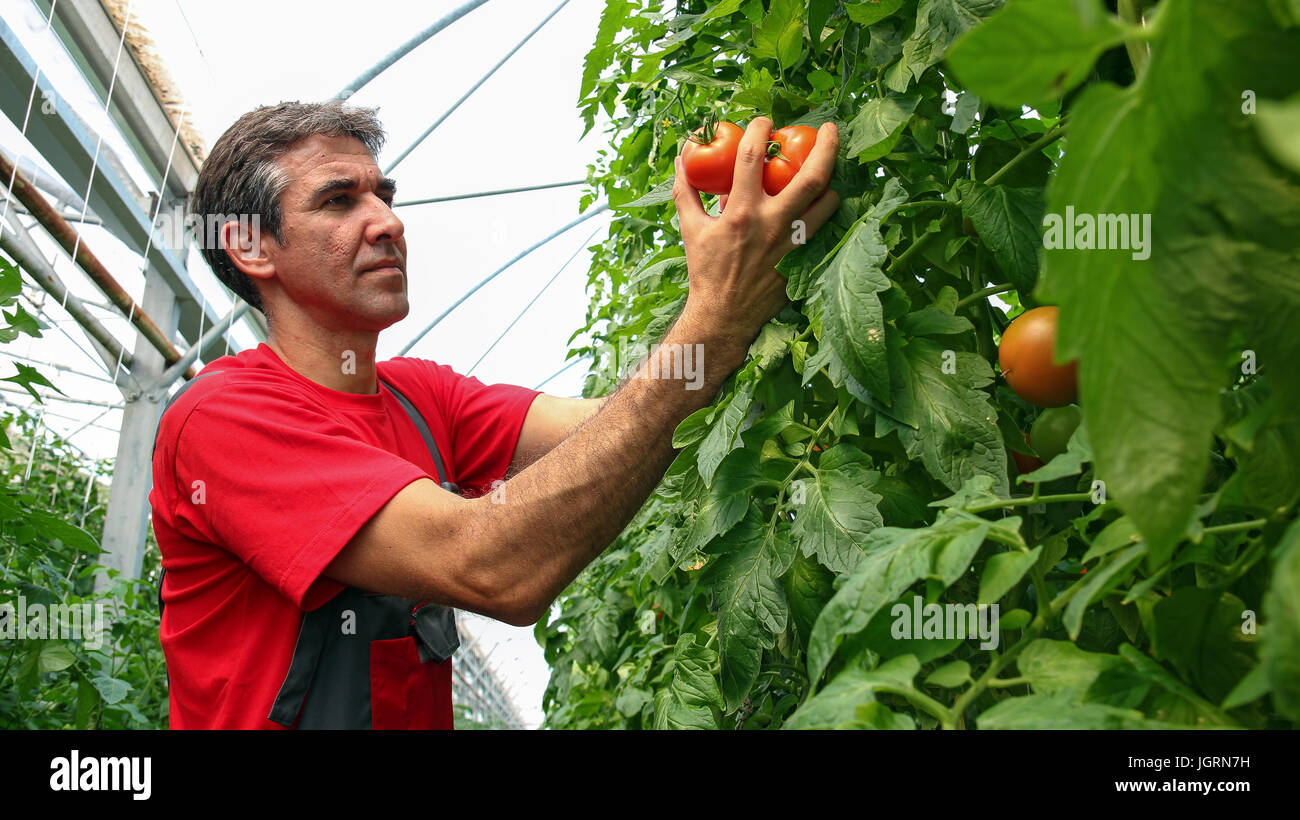 Porträt eines Bauern mit Reife, rote Tomaten in seiner Hand. Stockfoto