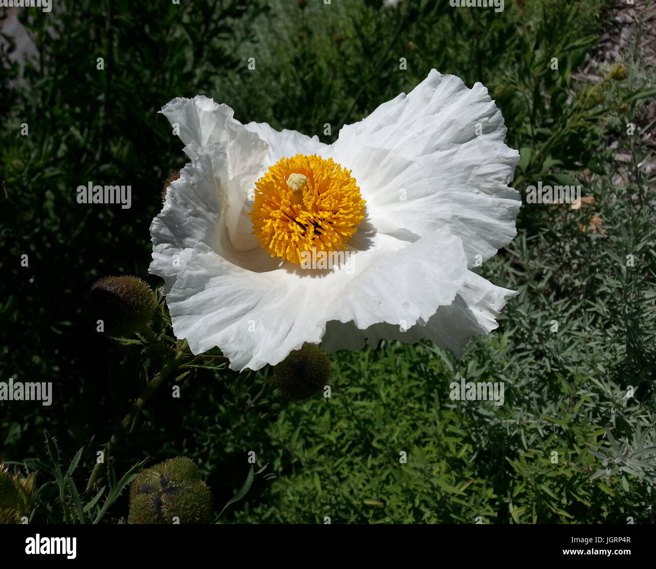 Weißen Mohn große gelbe Staubgefäße Stockfoto