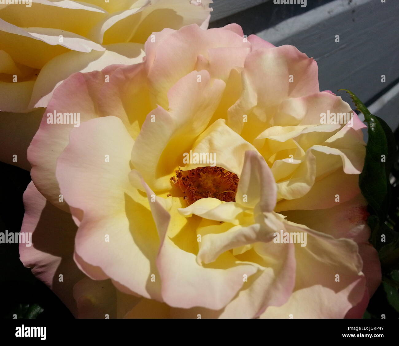 Blass rosa und gelbe Rose Stockfoto