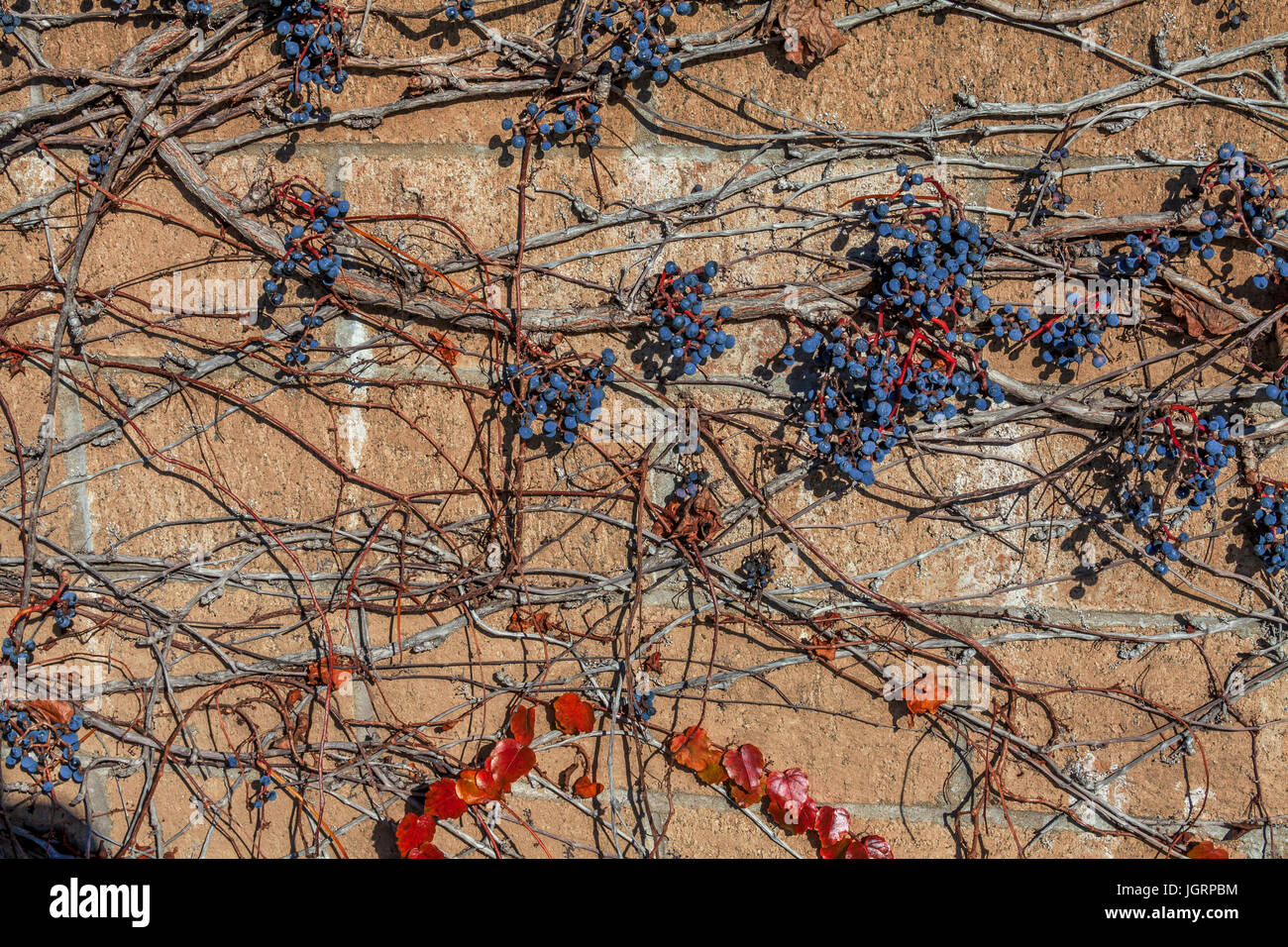 Klettern Sie Weinreben an einer Wand, Rittersporn, Kalifornien, USA Stockfoto
