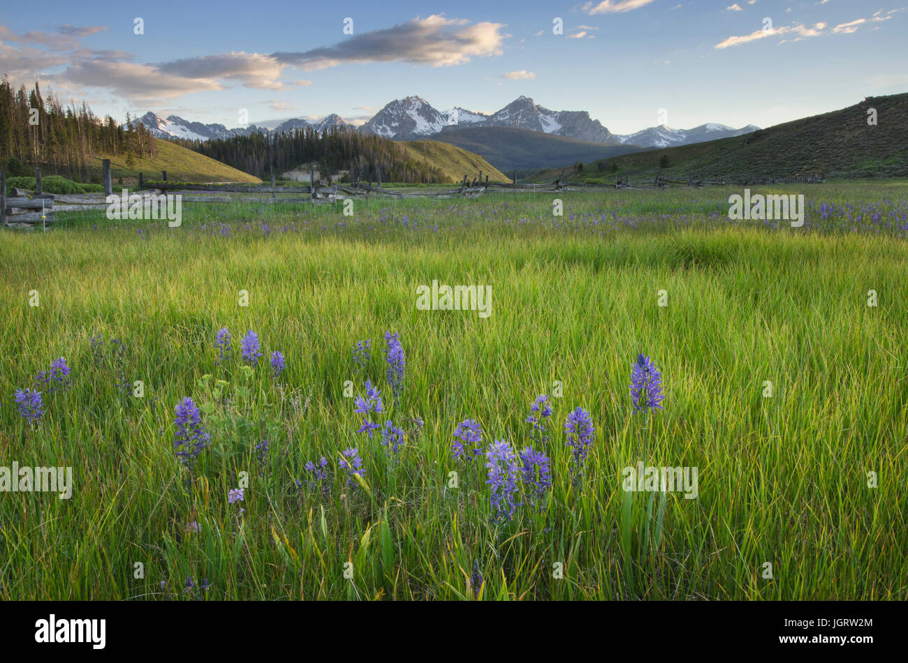 Wiesen des gemeinsamen Camas (Camassia Quamash) Stanley Becken Sawtooth Mountains Idaho Stockfoto