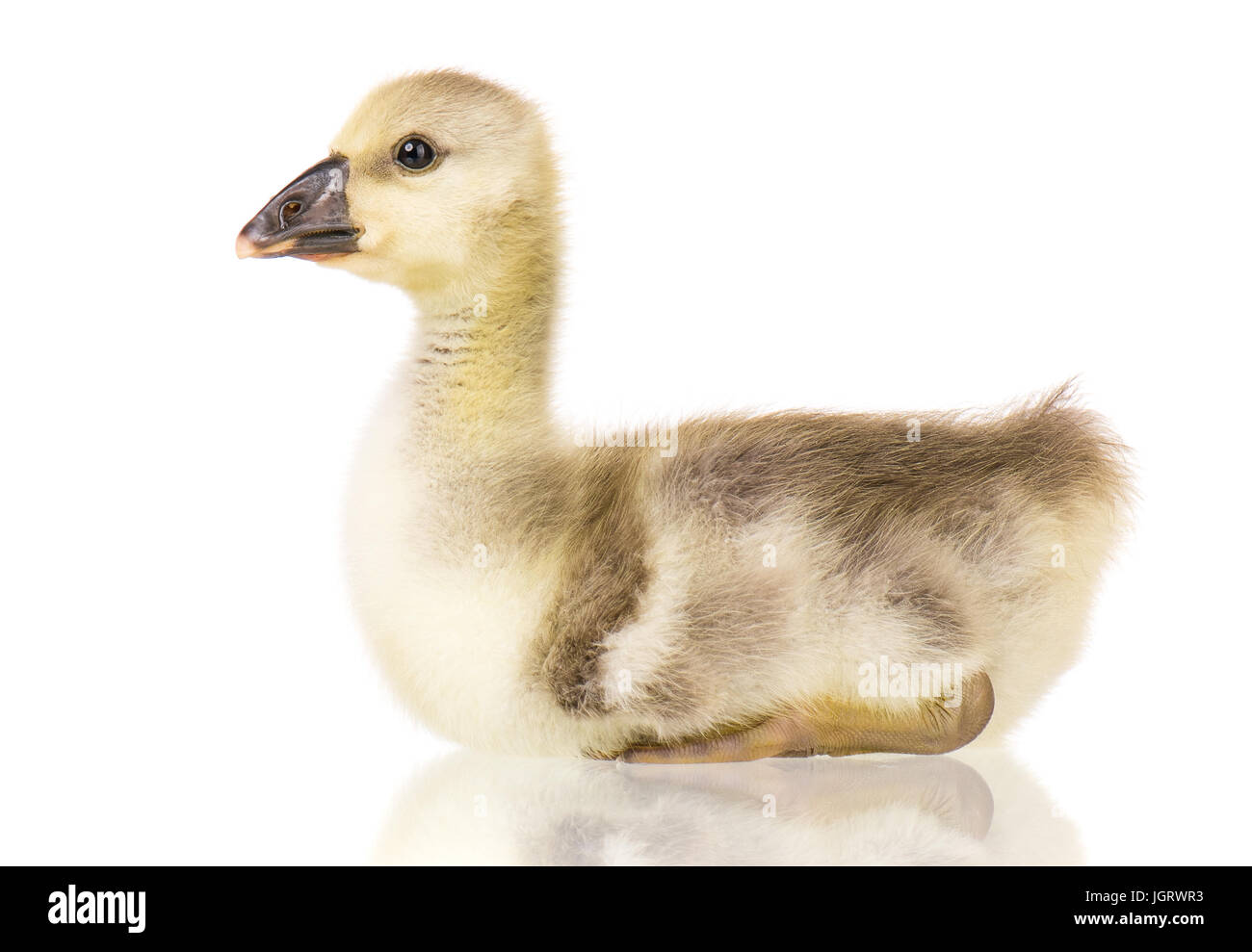 Niedliche kleine Neugeborene flauschige Gosling. Eine junge Gans isoliert auf einem weißen Hintergrund. Schöne Gänse Riesenvogel. Stockfoto