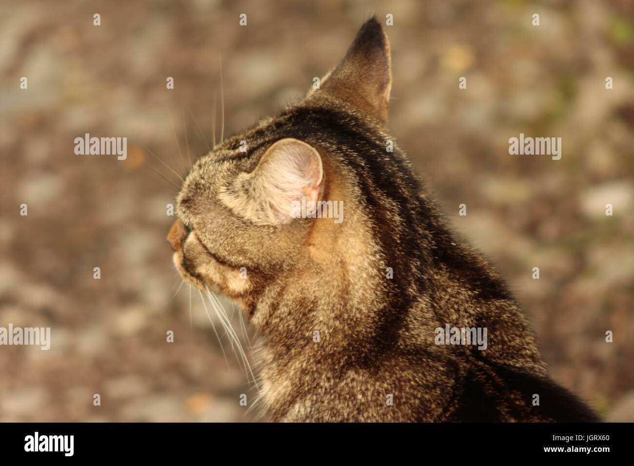 Nahaufnahme Rückansicht eines isolierten weiblichen Tabby Katzen draußen Stockfoto