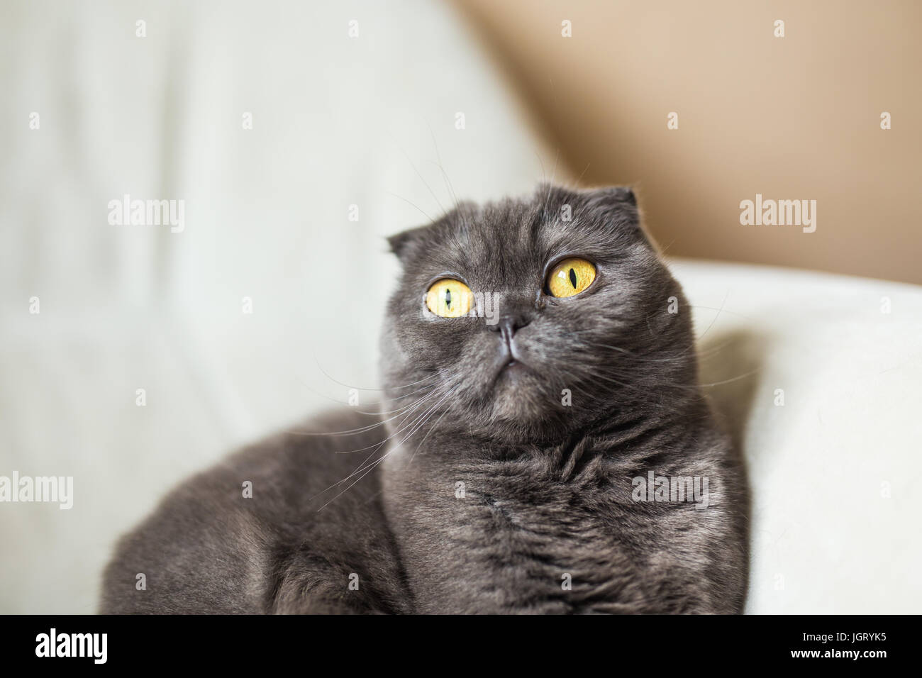 Süße Scottish Fold Graue Katze Mit Gelben Augen Stockfoto