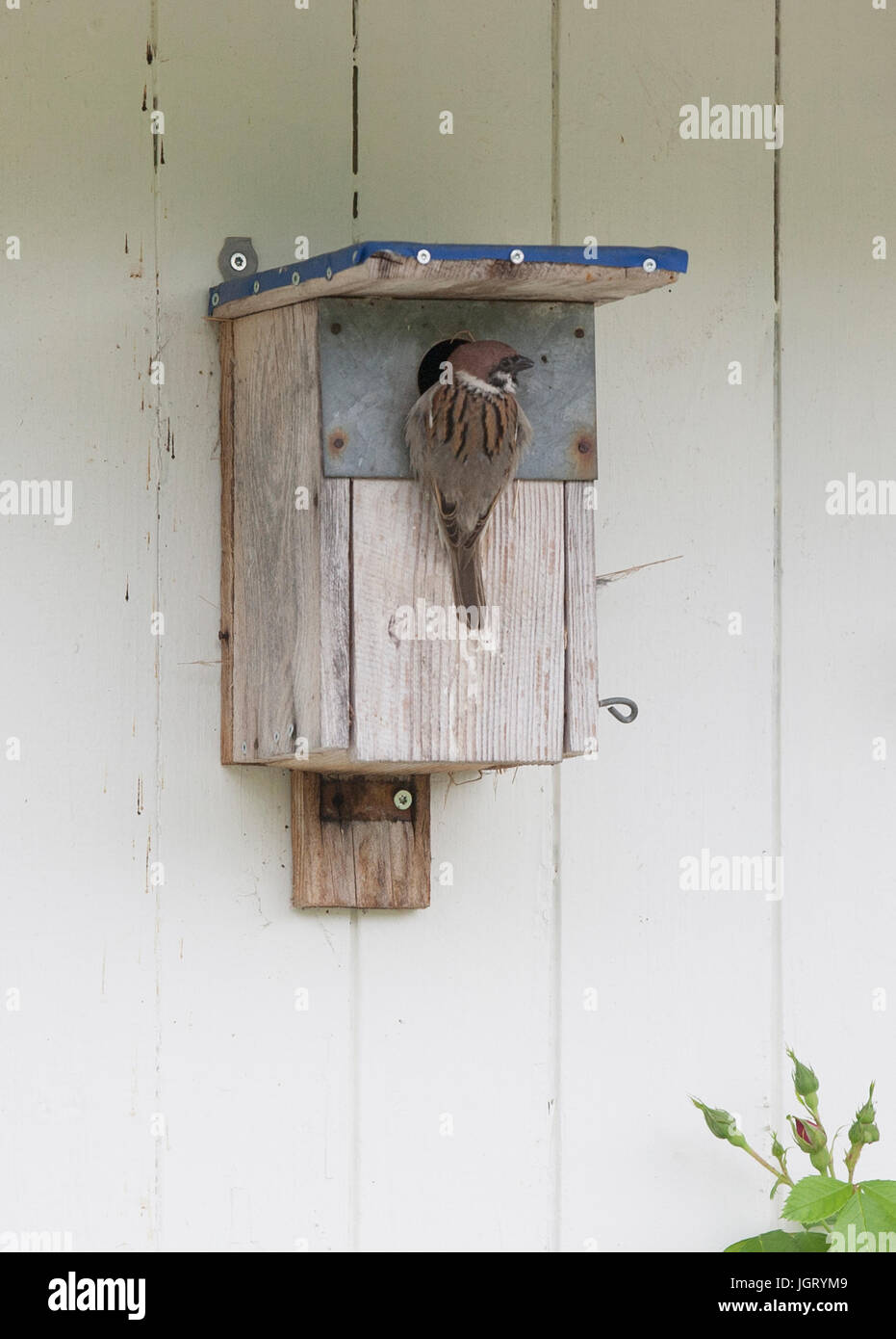 TREE SPARROW an ihr Nest 2017 Stockfoto