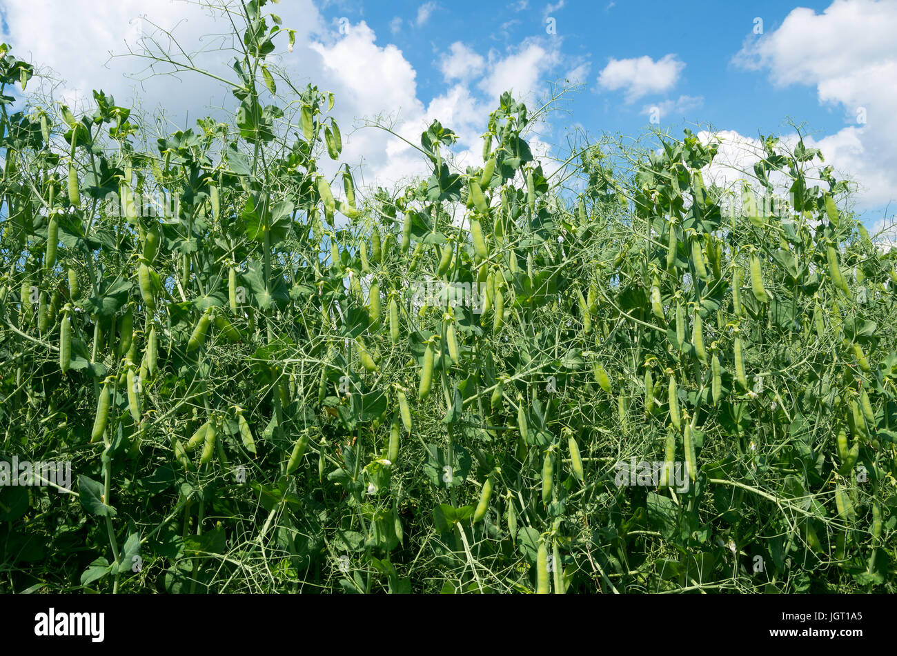 Frische junge grüne Erbsenpflanzen in den Boden auf dem Feld. Stockfoto