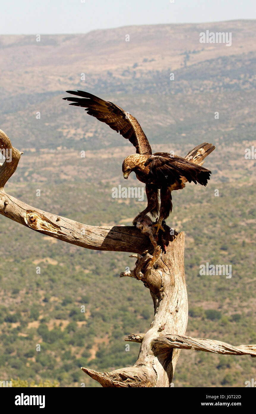 Aquila Chrysaetos Stockfoto