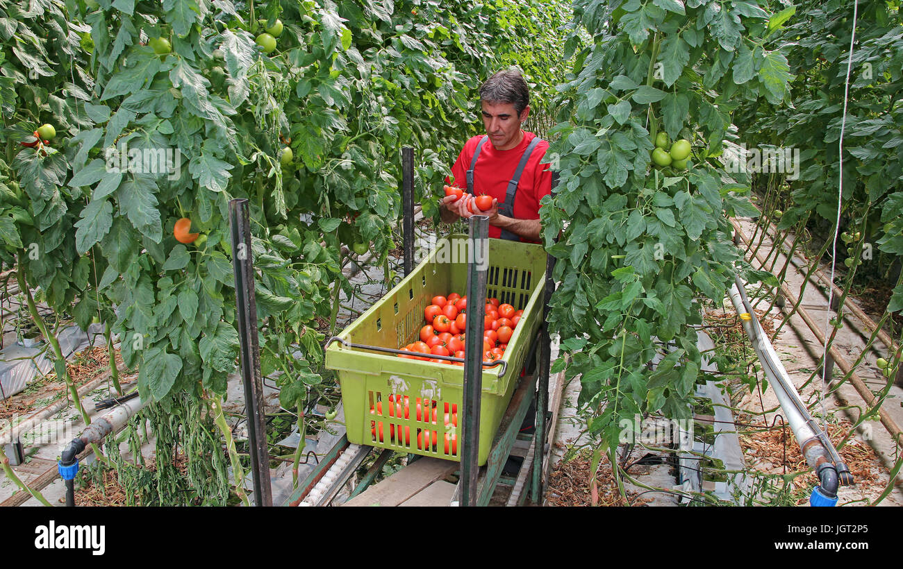 Landwirt Kommissionierung Tomaten im Gewächshaus. Stockfoto