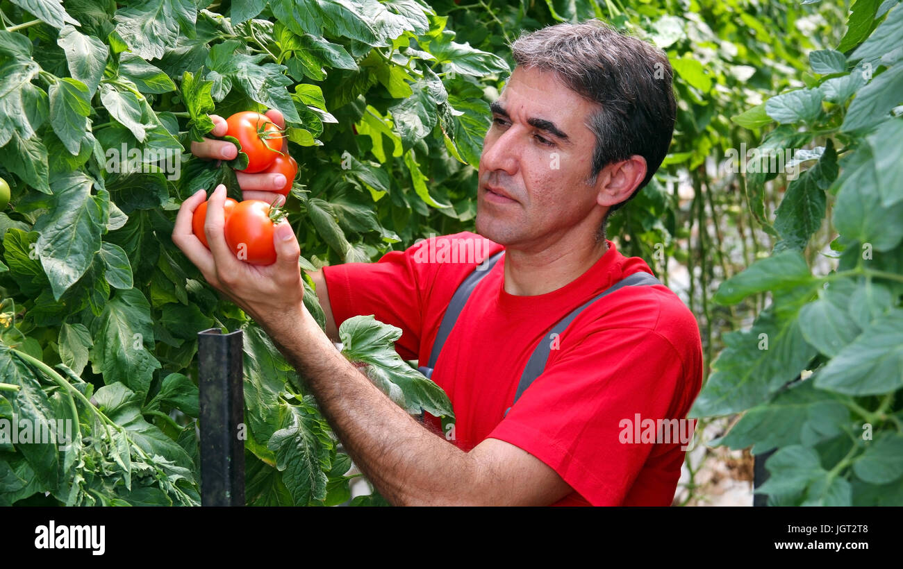 Porträt eines Bauern mit Reife, rote Tomaten in seiner Hand. Stockfoto