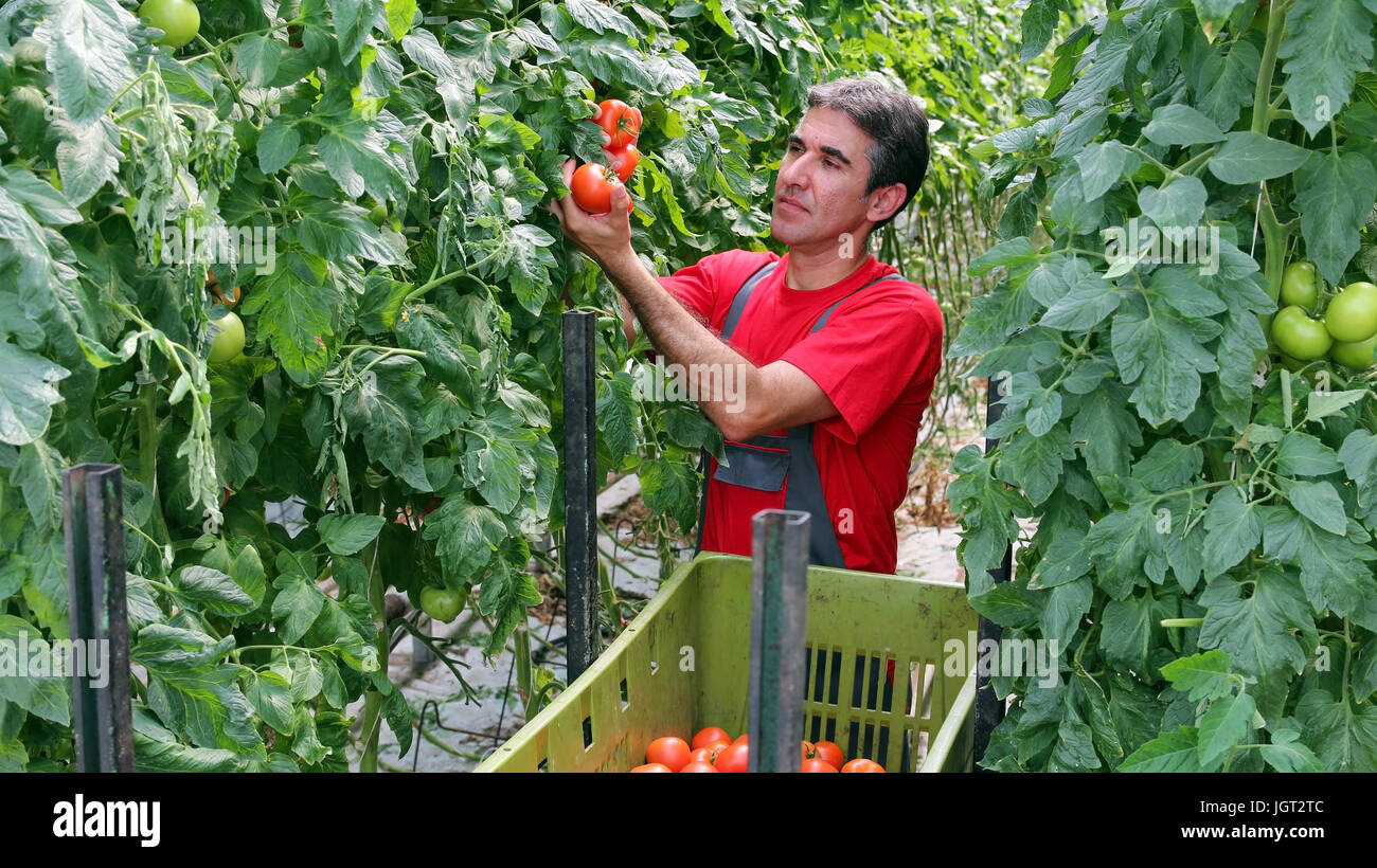 Porträt eines Bauern mit Reife, rote Tomaten in seiner Hand. Stockfoto