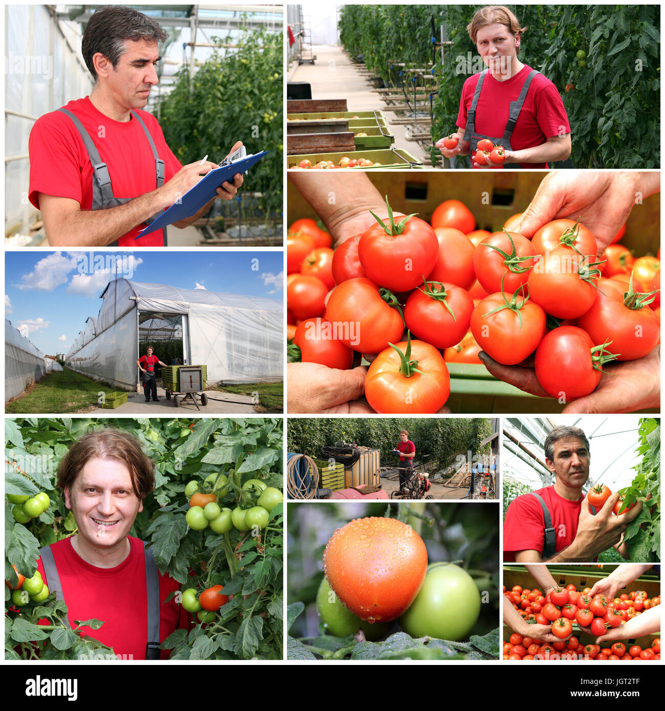 Collage aus Fotos, auf denen Tomaten im Gewächshaus wachsen. Gewächshaus-Arbeitnehmer bei der Arbeit. Stockfoto