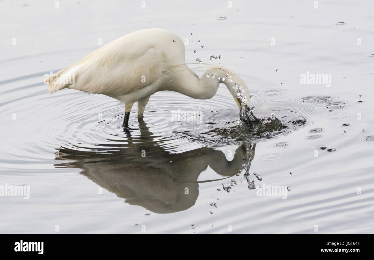 Seidenreiher (Egretta Garzetta) stehen im flachen Wasser mit seinem Schnabel unter Wasser auf der Suche nach Nahrung. Stockfoto