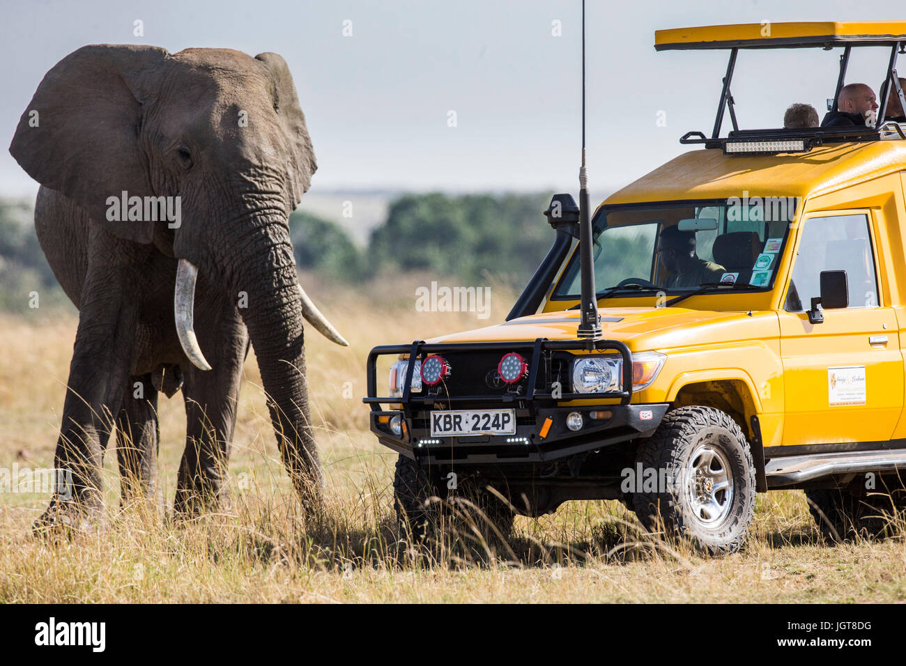Touristen beobachten den wilden Elefanten aus seinem Auto. Afrika. Kenia. Masai Mara Nationalpark. Stockfoto
