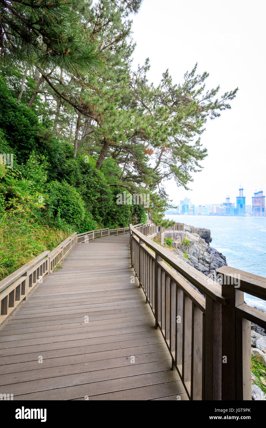 21. Juni 2017 Dongbaekseom (Insel der Kamelien) Küste Gehweg in Busan, Südkorea Stockfoto