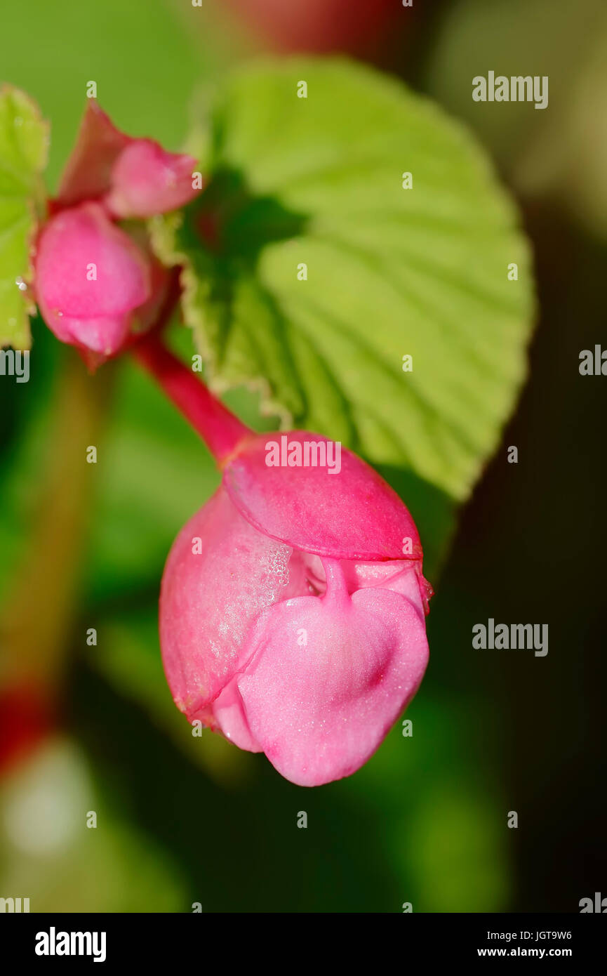 Hardy Begonia / (Begonia Grandis SSP. Evansiana Stockfotografie Alamy