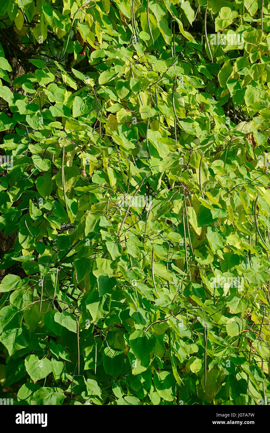 Indische Bean Tree / (Catalpa Bignonioides, Catalpa Syringifolia) / südlichen Catalpa, Cigartree Stockfoto