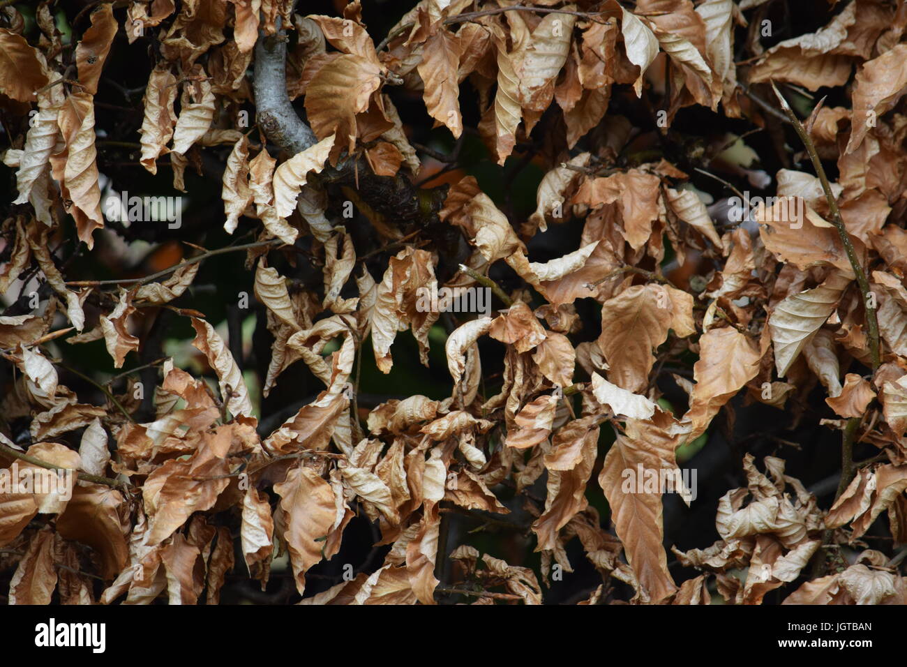 Buche in braun Stockfoto